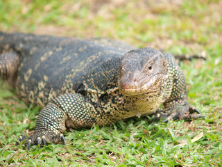 Closeup of monitor lizard - Varanus on green grass focus on the