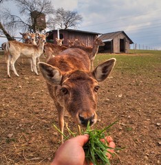 Grasfresser