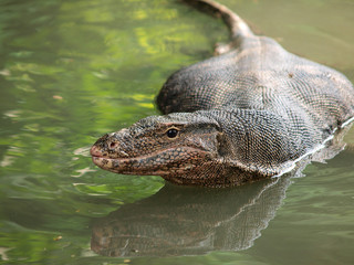 Wild varanus on the water ,Focus on the varanus eye.