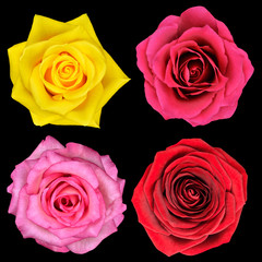 Four Perfect Rose Flower Isolated on Black