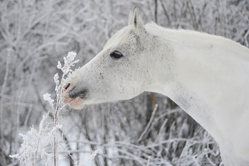 Белая лошадь ест травинку в инее