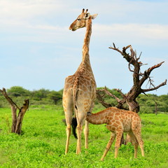 Naklejki  rzadkie karmienie piersią młodych żyraf