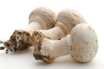 Champignons