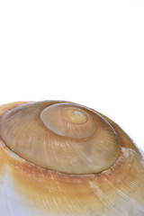 Macro image of a seashell sea shell with copy space