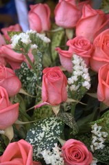 Pink roses