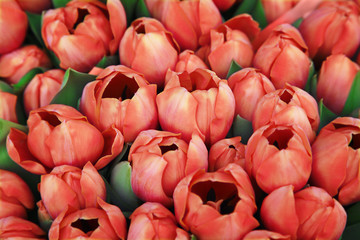 rote tulpen