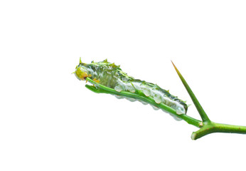 green caterpillar eating on plant twig