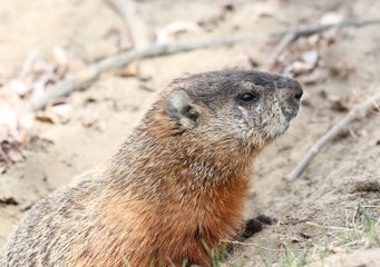 groundhog