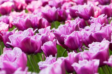 Lilac tulip field in Holland. closeup