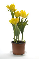 Gelbe Tulpen im Blumentopf