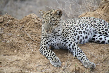 Leopard