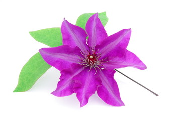 Clematide viola - Purple clematis