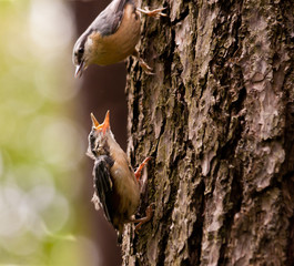 Junger Kleiber mit Mutter, Young Nuthatche with mother