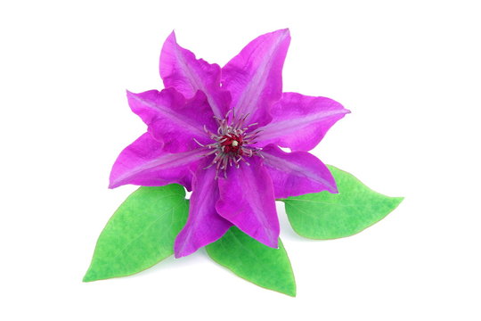 Clematide viola - Purple clematis