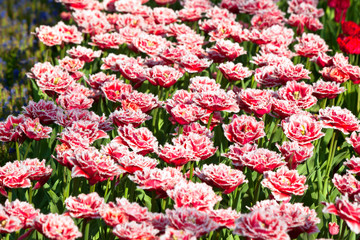 Multicolored tulips field