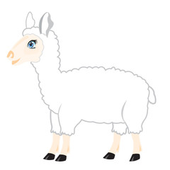 Sheep on white background