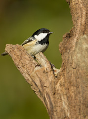 Obraz na płótnie Canvas Coal Tit Periparus ater