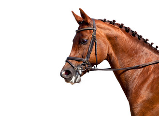 Chestnut horse in bridle isolated on white background