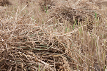 thai rice