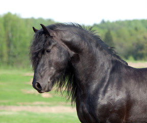 Black Friesian horse portrait in field