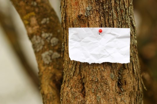 blanko zettel am baum I
