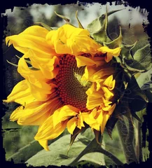 Store enrouleur tamisant Tournesol Sunflower