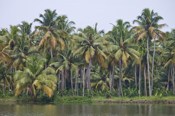 Palms along canals and lakes in Backwaters, Kerala, India