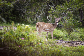 Wild deer (sambar or axis axis) in Mudumalai National Park