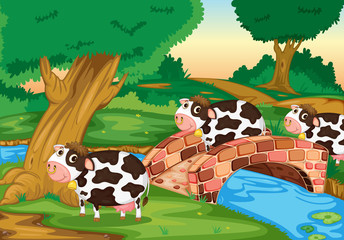 3 cows