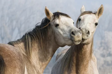 Foto op Plexiglas anti-reflex Grappige paarden © kislovas