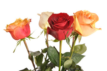 Multi-coloured roses