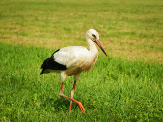 Stork