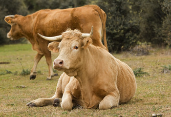 Naklejka na ściany i meble Cows in the pasture