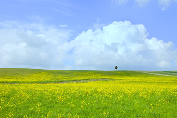 Yellow green field, tree and light cloudy blue sky