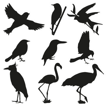 Black bird silhouettes