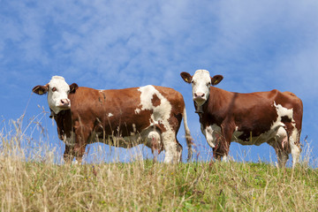 Fototapeta na wymiar Dwie czerwone krowy