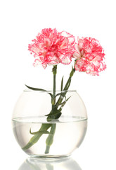 Beautiful carnations transparent vase isolated on white