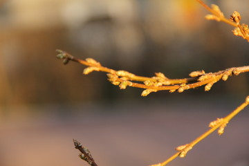 leaf buds