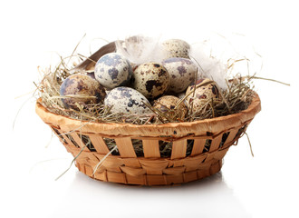 Obraz premium quail eggs in nest isolated on white