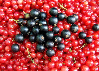 Redcurrants and blackcurrants