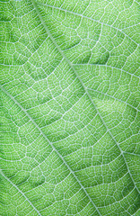 Leaf macro shot