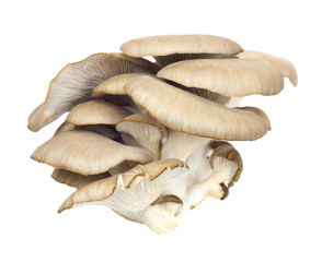 Oyster mushrooms on a white background