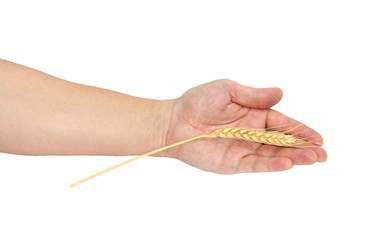 Wheat in a hand