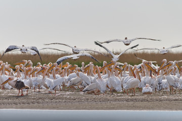 white pelicans (pelecanus onocrotalus)