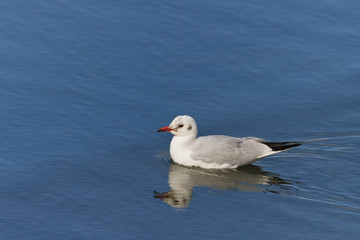 common tern
