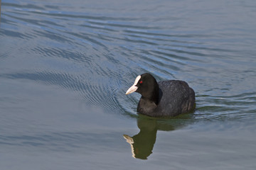 Eurasian coot (Fulica atra)