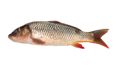 Big carp isolated on white background