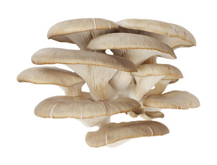 Oyster mushrooms on a white background