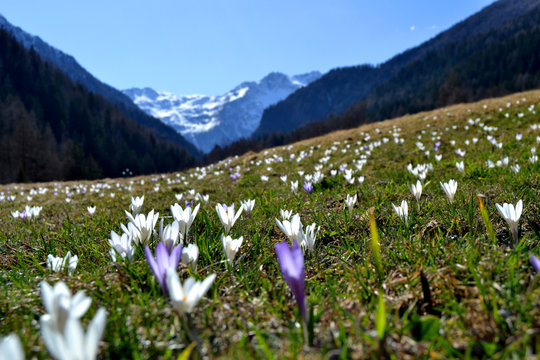 bucaneve di primavera