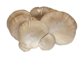 Oyster mushrooms on a white background